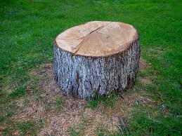 Best Tree Trimming and Pruning  in South Lake Tahoe, CA