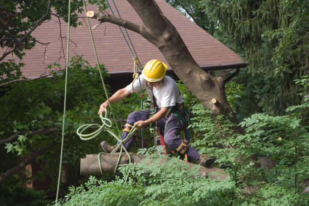 How Our Tree Care Process Works  in  South Lake Tahoe, CA