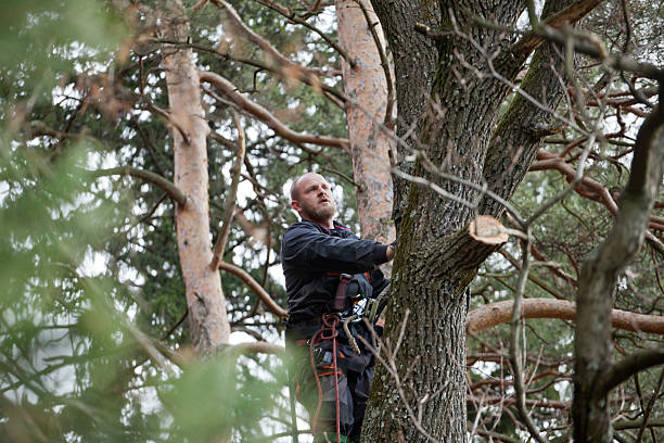 How Our Tree Care Process Works  in  South Lake Tahoe, CA